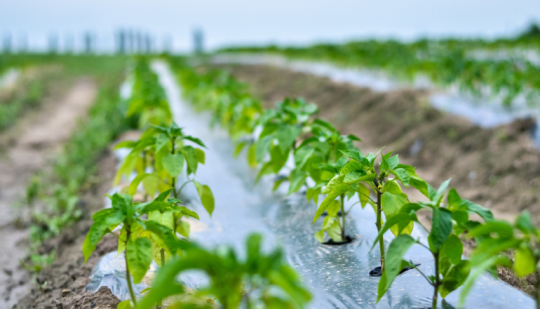 Agricultural Mulch Film